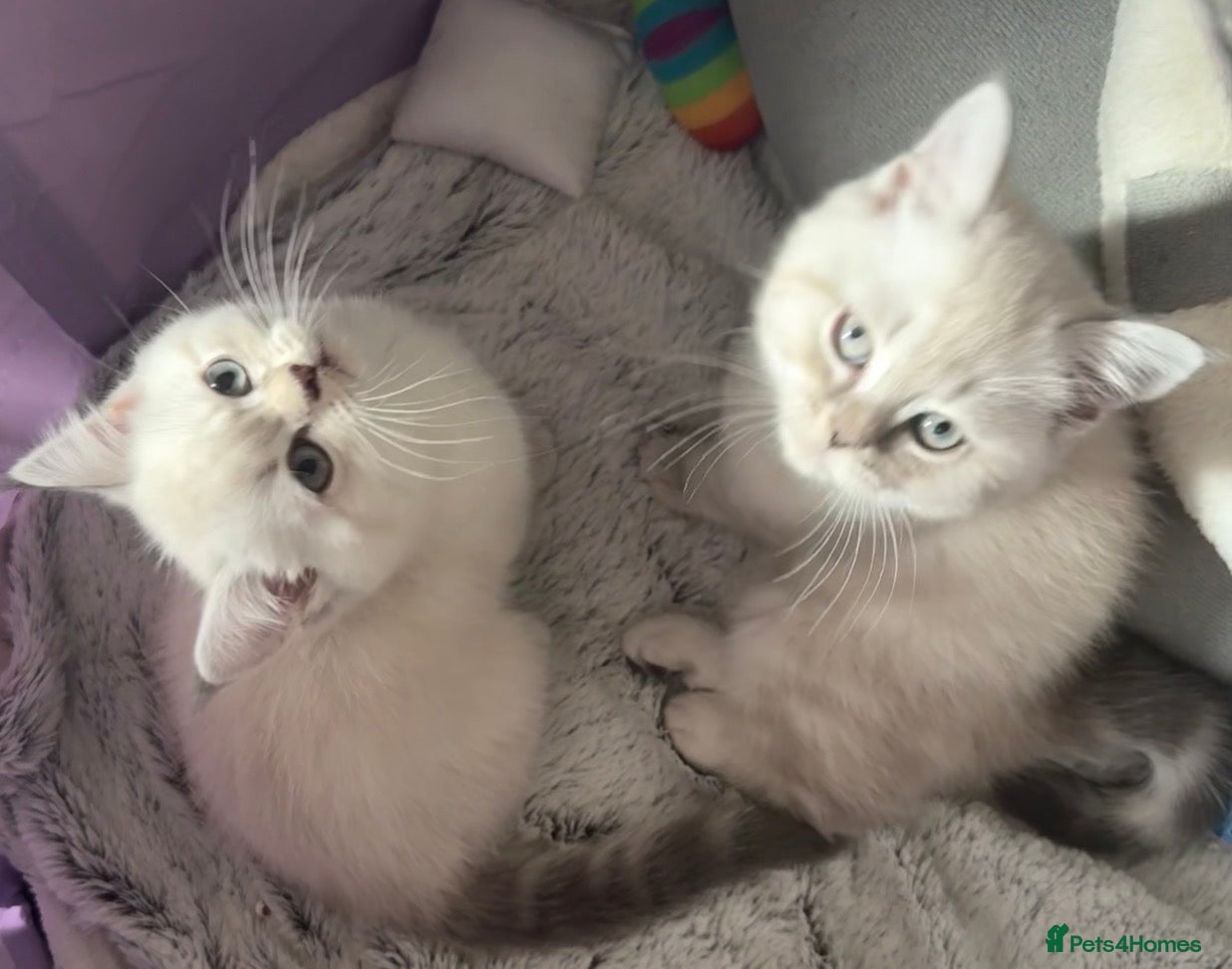 Scottish Fold cats Scottish Straight Kittens-Ready Now-2Boys 🩵 - Advert 3