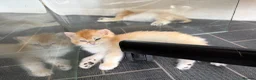British Shorthair cats for sale: GCCF reg BSH Black Golden Kittens - Advert 7