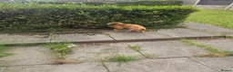 Mixed Breed dogs for sale: Teddy border terrier cross 4yrs in Wigan - Advert 12