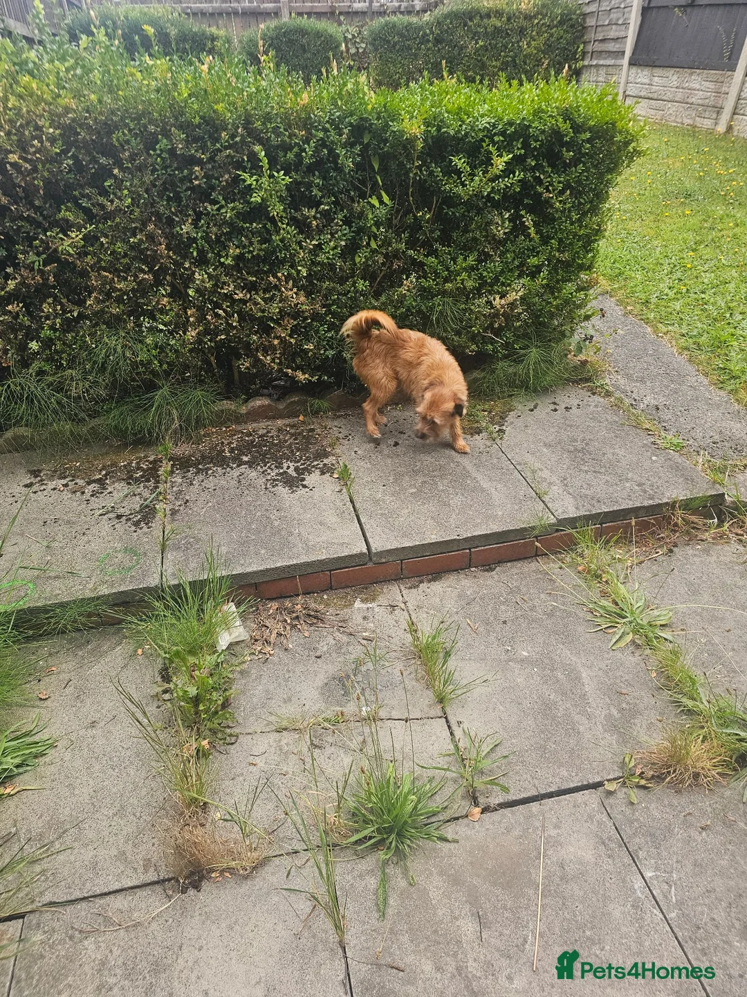 Mixed Breed dogs for sale: Teddy border terrier cross 4yrs in Wigan - Advert 12