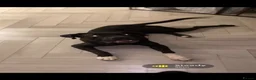 Mixed Breed dogs for sale: Cane corso x Rottweiler  in Clacton-on-Sea - Advert 2