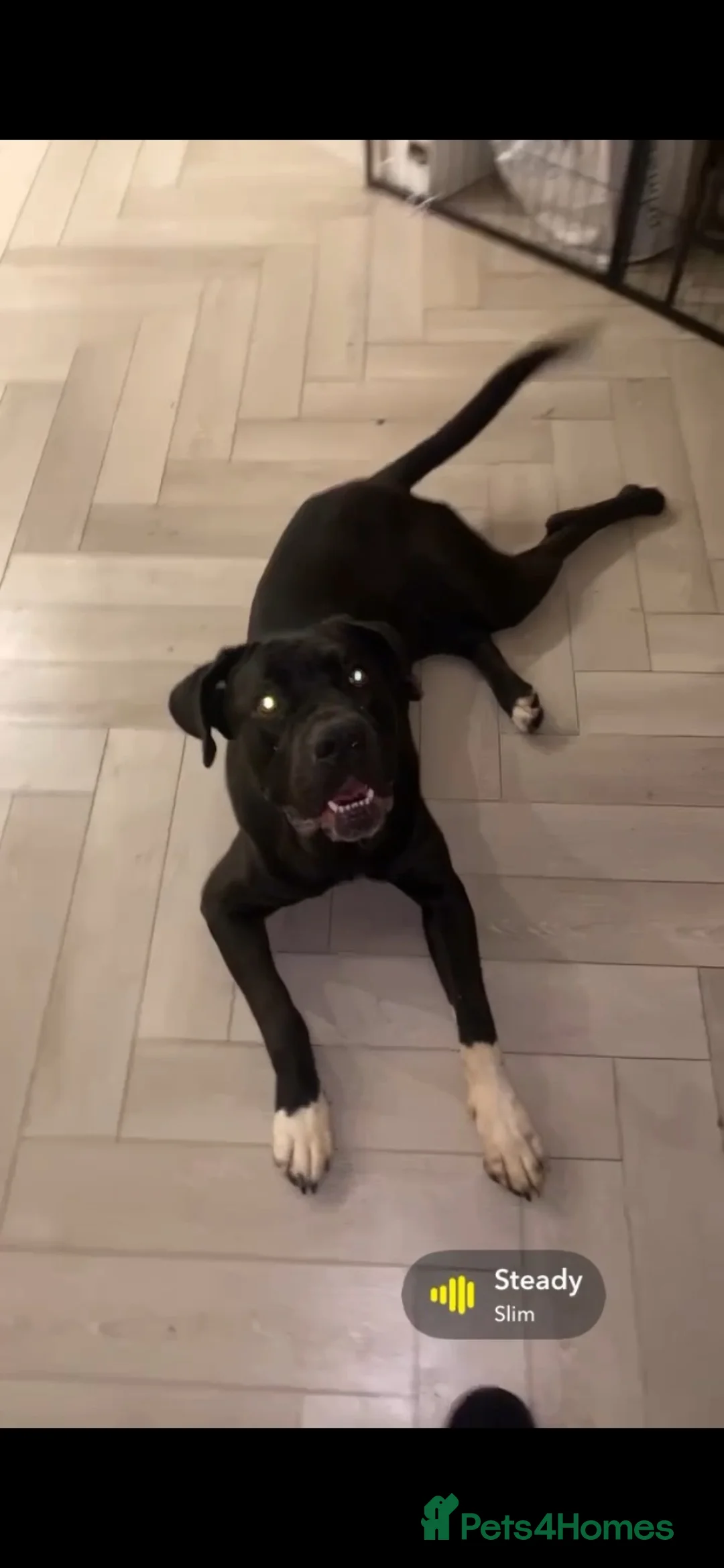Mixed Breed dogs for sale: Cane corso x Rottweiler  in Clacton-on-Sea - Advert 2