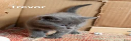 Mixed Breed cats for sale: 2 Affectionate British Shorthair Cross Kittens - Advert 11