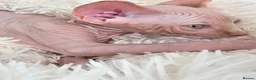 Sphynx cats for sale: Beautiful Canadian Sphynx Kittens Available 💎 - Advert 27