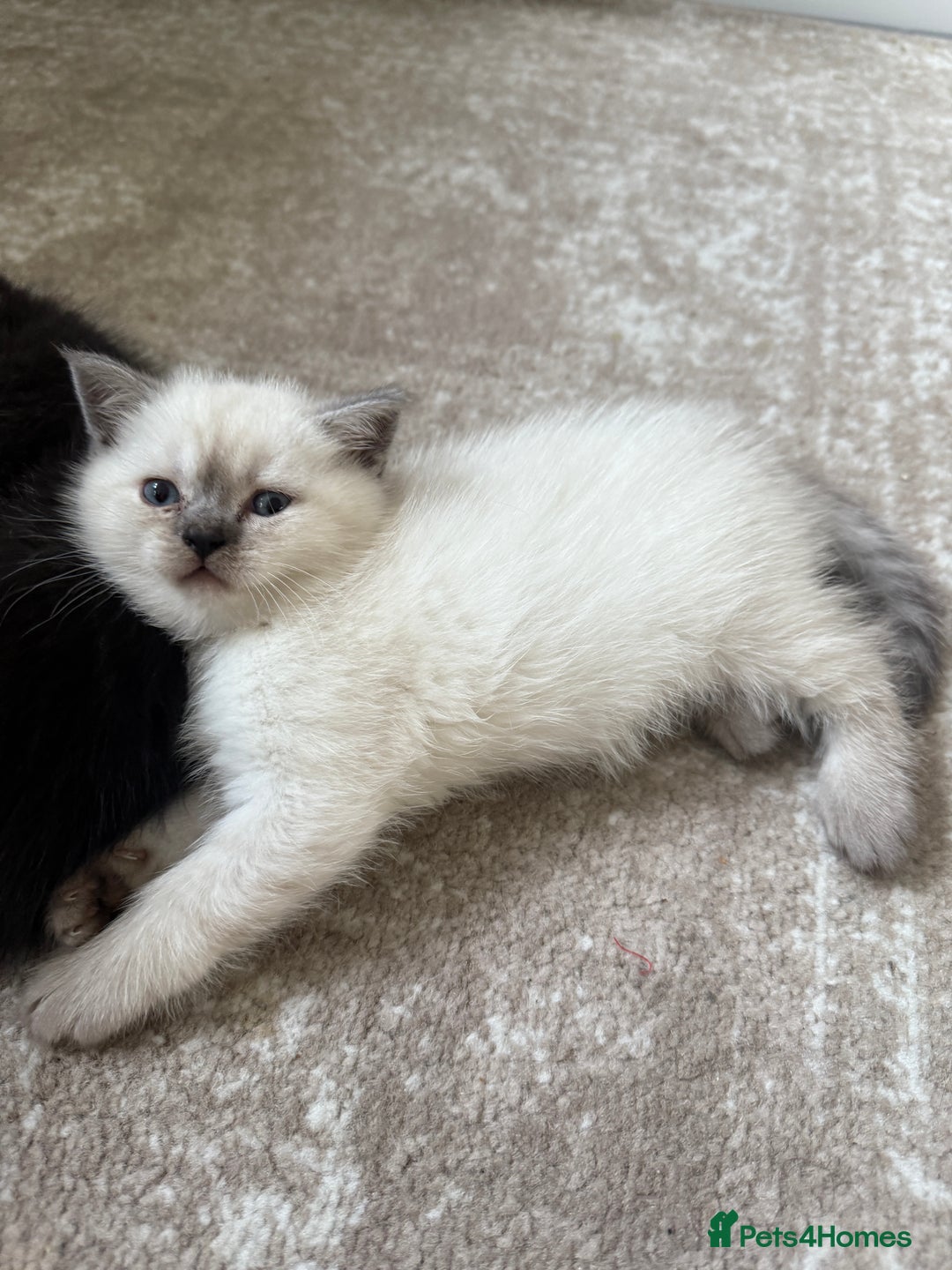 Scottish Fold cats for sale: Scottish fold and straight kittens - Image 5