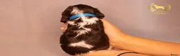 Cocker Spaniel dogs for sale: TRUE SHOW TYPE COCKER SPANIELS - Advert 12