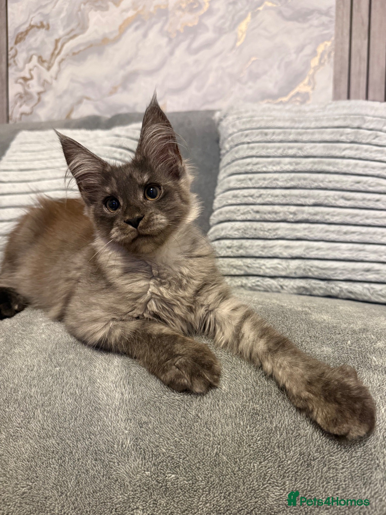 Maine Coon cats 🐾Beautiful Black Smoke Maine Coon Girl 🐾 - Advert 2