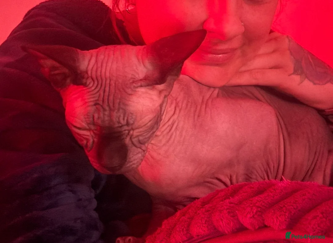 Sphynx cats for sale: Gorgeous Sphynx boy - Advert 4