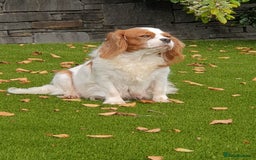 Cavalier King Charles Spaniel dogs for sale: Super cute KC blenheim pups, health tested parents - Image 2