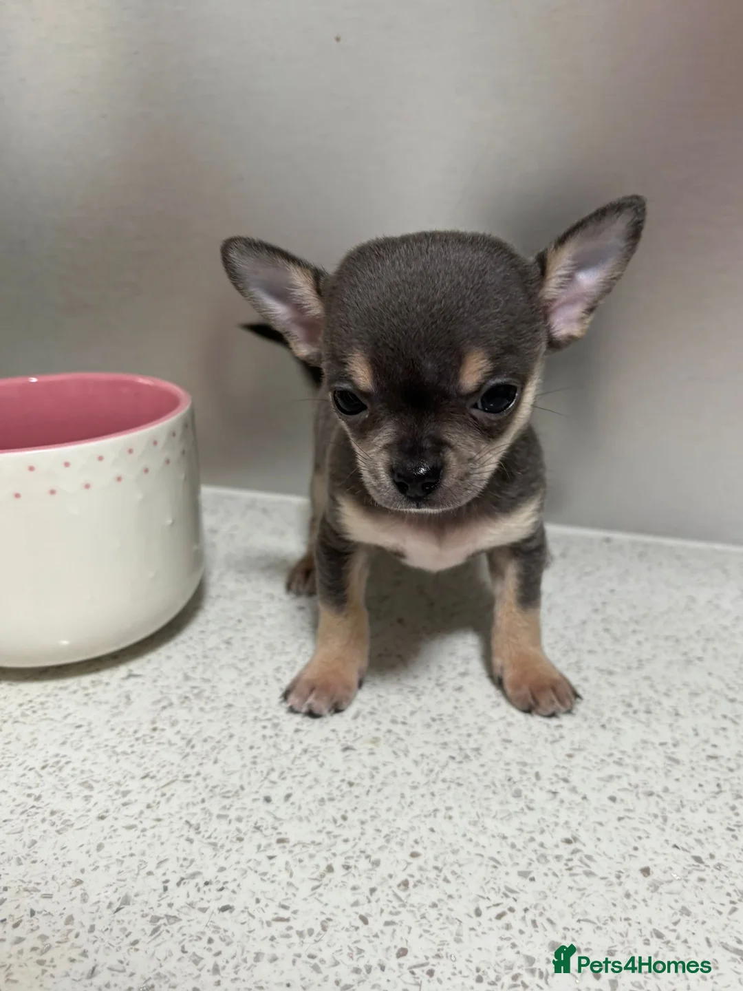 Chihuahua dogs for sale: Beautiful Chihuahua Puppies - Ready to Meet  - Advert 7