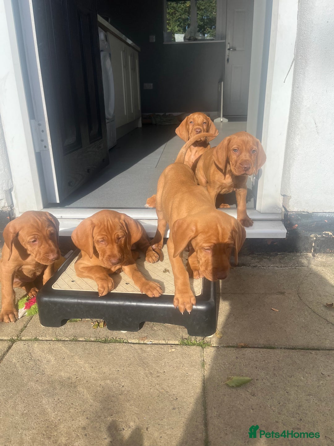 Hungarian Vizsla dogs for sale: Hungarian Vizsla puppies   - Image 19
