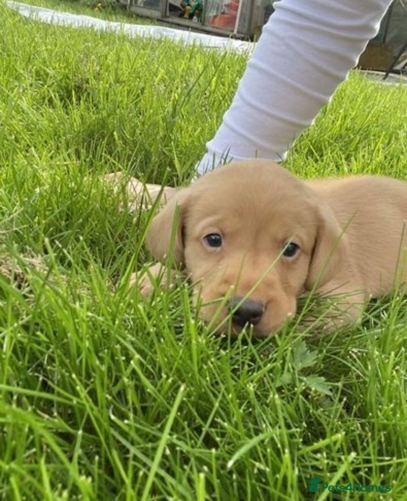 Labrador Retriever dogs Beautiful kc registered fox red labrador puppies - Advert 2