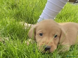 Labrador Retriever dogs Beautiful kc registered fox red labrador puppies - Advert 2