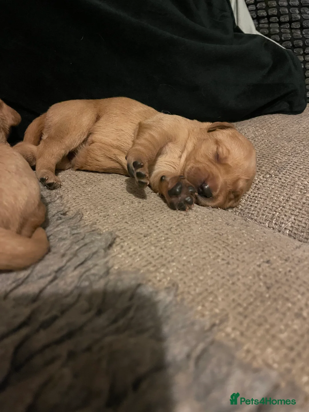 Goldador dogs for sale: Quality Fox Red Goldador Puppies - Advert 15
