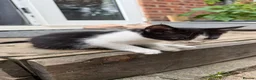 Mixed Breed cats for sale: 13 beautiful kittens  - Advert 2