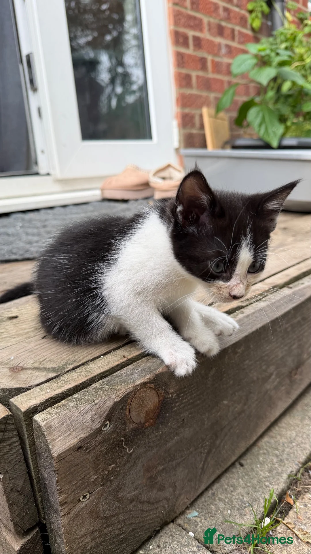 Mixed Breed cats for sale: 13 beautiful kittens  - Advert 2