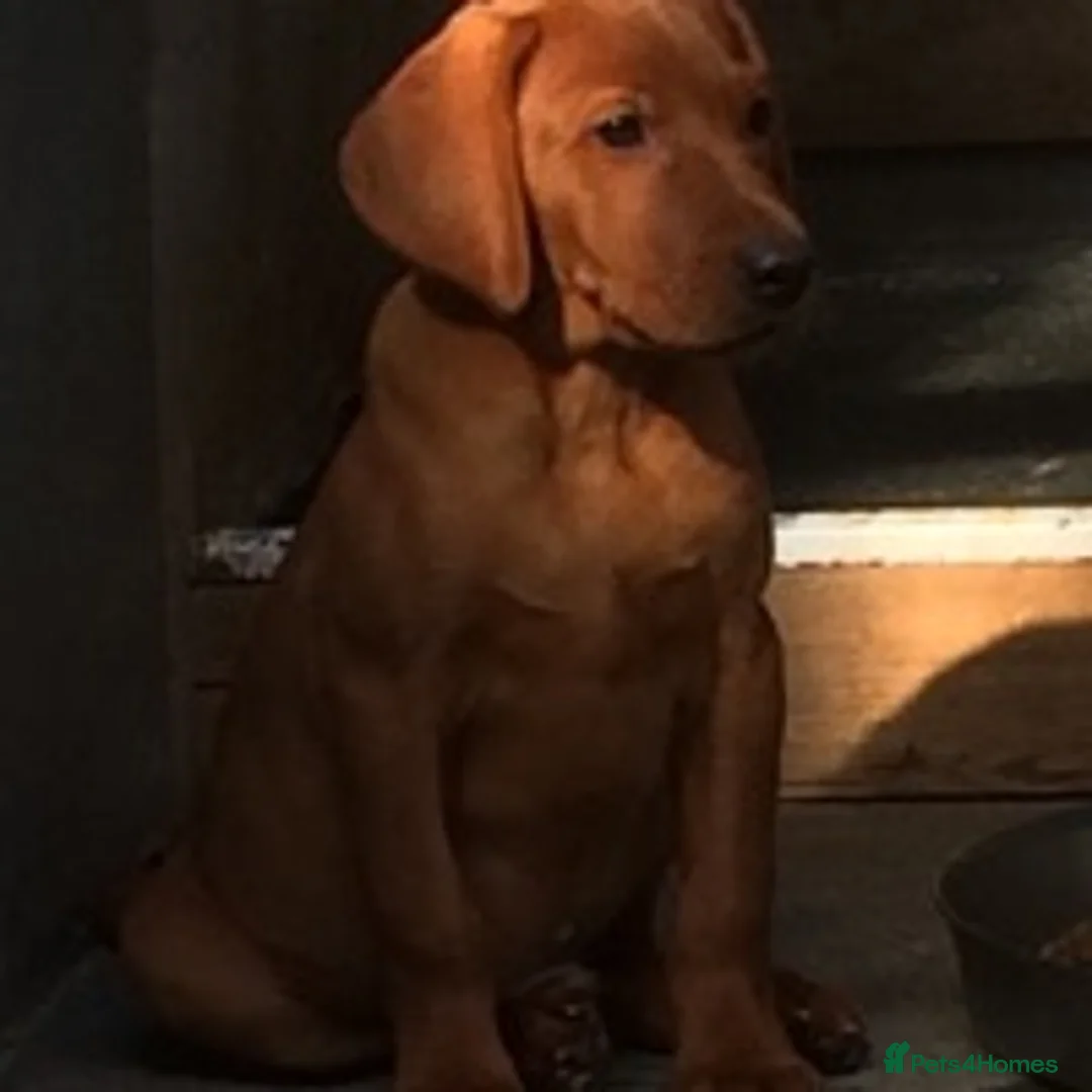 Labrador Retriever dogs for stud: CLAYBROW RED RAMBLER available for Stud (Proven) in Southport - Advert 9