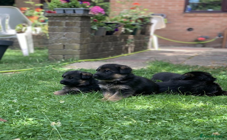 German Shepherd dogs - Advert 2