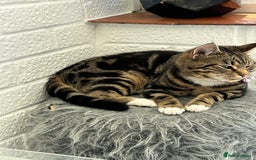 Bengal cats for sale: Cat for sale - Image 1