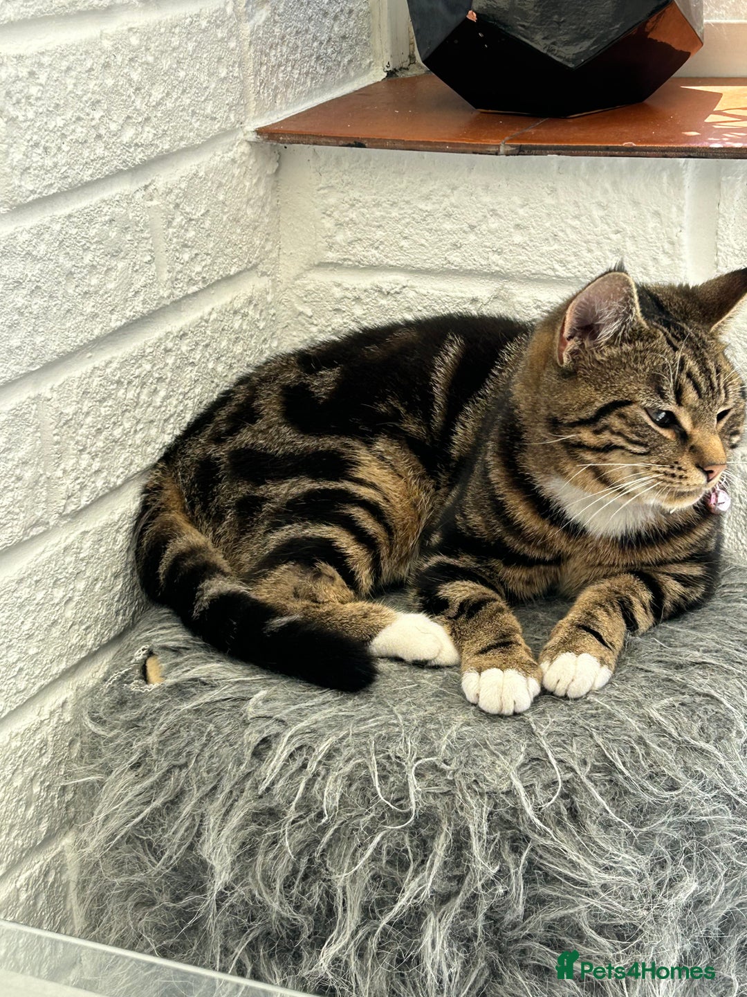 Bengal cats for sale: Cat for sale - Image 1