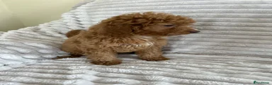 Cavapoo 5