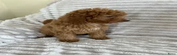 Cavapoo dogs for sale: Stunning health checked Cavapoo puppies  - Advert 15