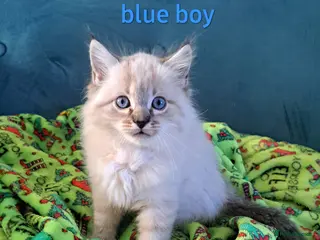 Mixed Breed cats Beautiful blue-eyed kittens 😸 - Advert 2
