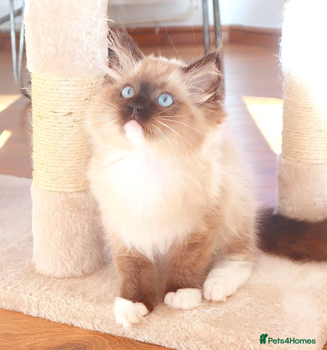 Ragdoll cats GCCF REGISTERED RAGDOLL FEMALE KITTEN - Advert 1