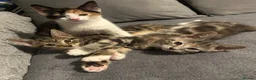 Mixed Breed cats for sale: 3 Gorgeous Female Kittens Ready Now  🐾  - Advert 5