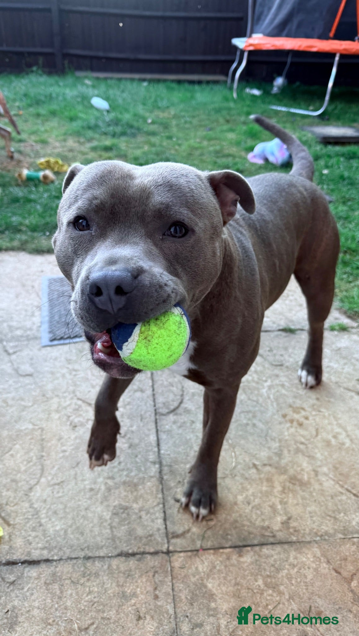 Staffordshire Bull Terrier dogs Staffordshire Bull terrier for sale  - Advert 1