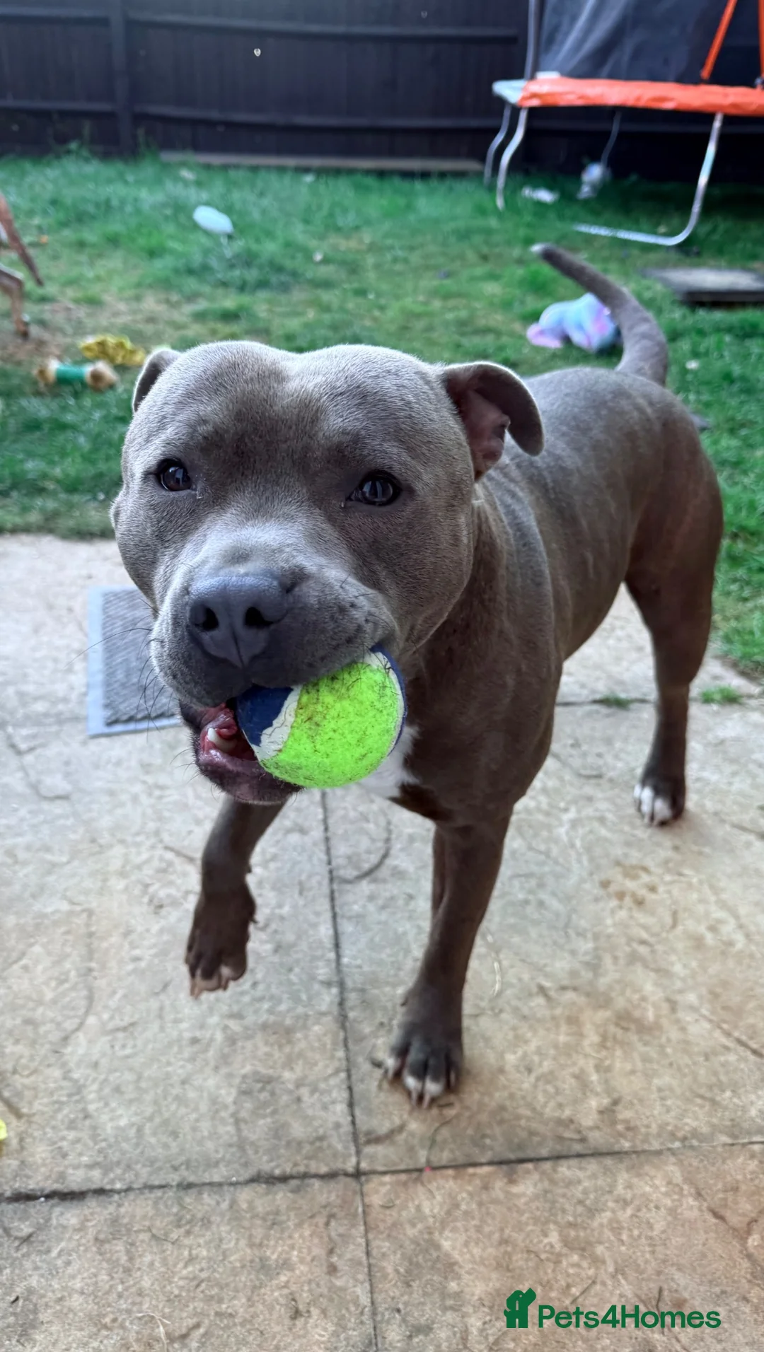Staffordshire Bull Terrier dogs for sale: Staffordshire Bull terrier for sale  in Bath - Advert 1