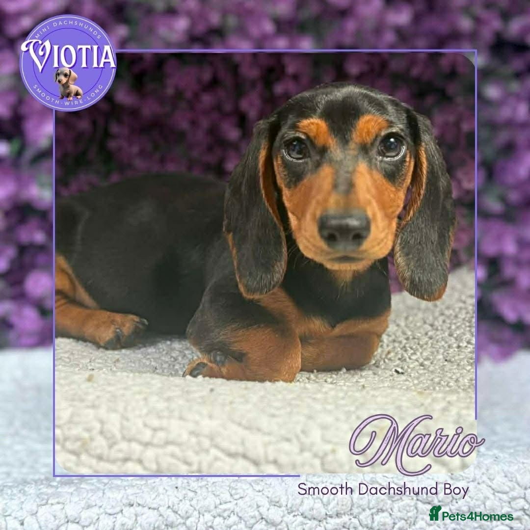 Miniature Dachshund dogs Ready now Mario - Family Raised - Advert 18
