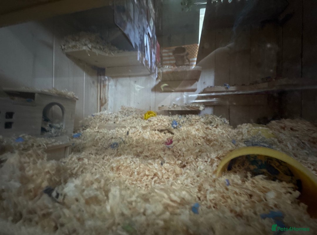 Hamster rodents for sale: Black Syrian hamster - Image 4