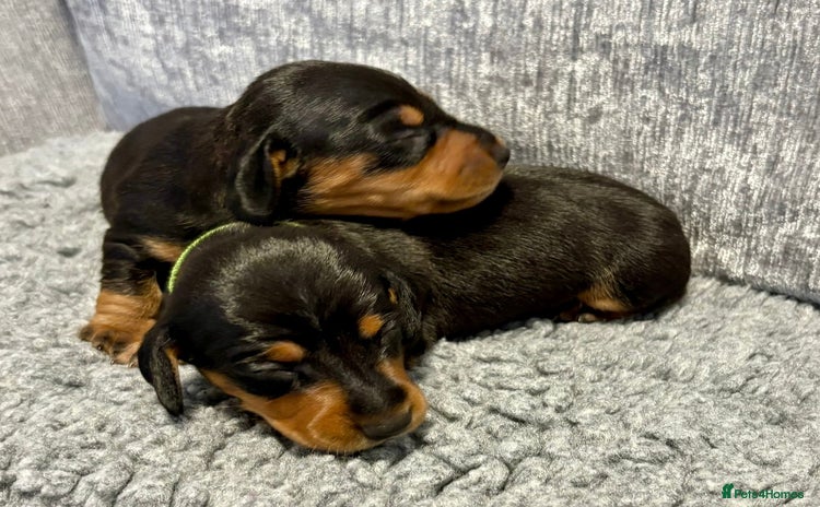 Miniature Dachshund dogs - Advert 7