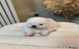 Pomeranian dogs for sale: Outstanding champion bloodline KC reg puppies  - Advert 19