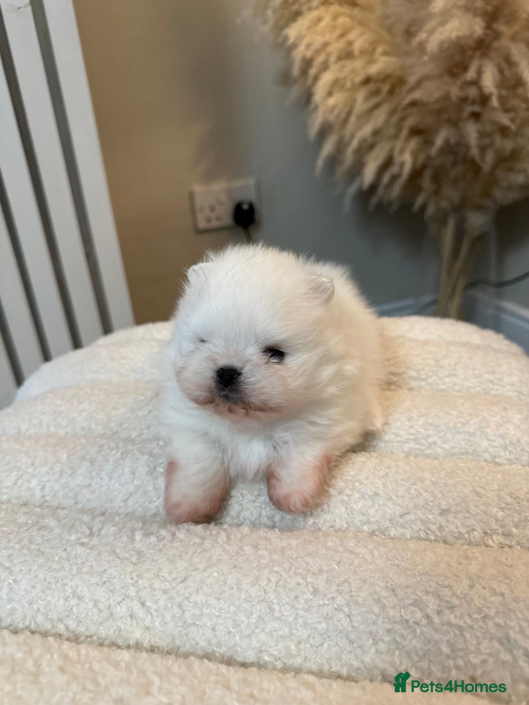 Pomeranian dogs for sale: Outstanding champion bloodline KC reg puppies  - Advert 19