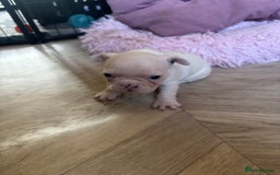 French Bulldog dogs for sale: Chunky French bulldog 3x girl puppies 23/10/25 - Image 3