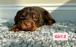 Cocker Spaniel dogs for sale: KC Reg Health Tested Working Cocker Spaniels - Image 8