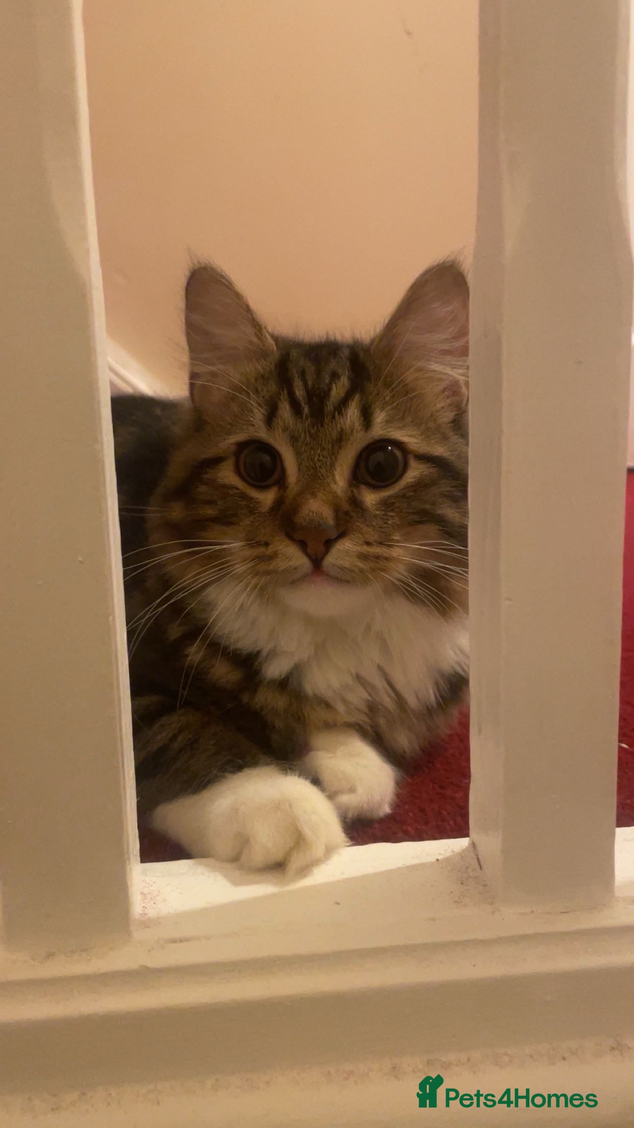 Mixed Breed cats Multicoloured - Advert 1