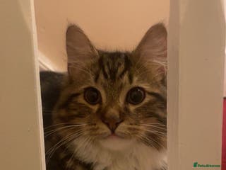 Mixed Breed cats Multicoloured - Advert 17