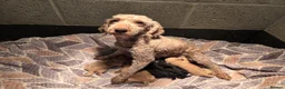 Miniature Poodle dogs for sale: Kc Registered Miniture Poodle  - Advert 4