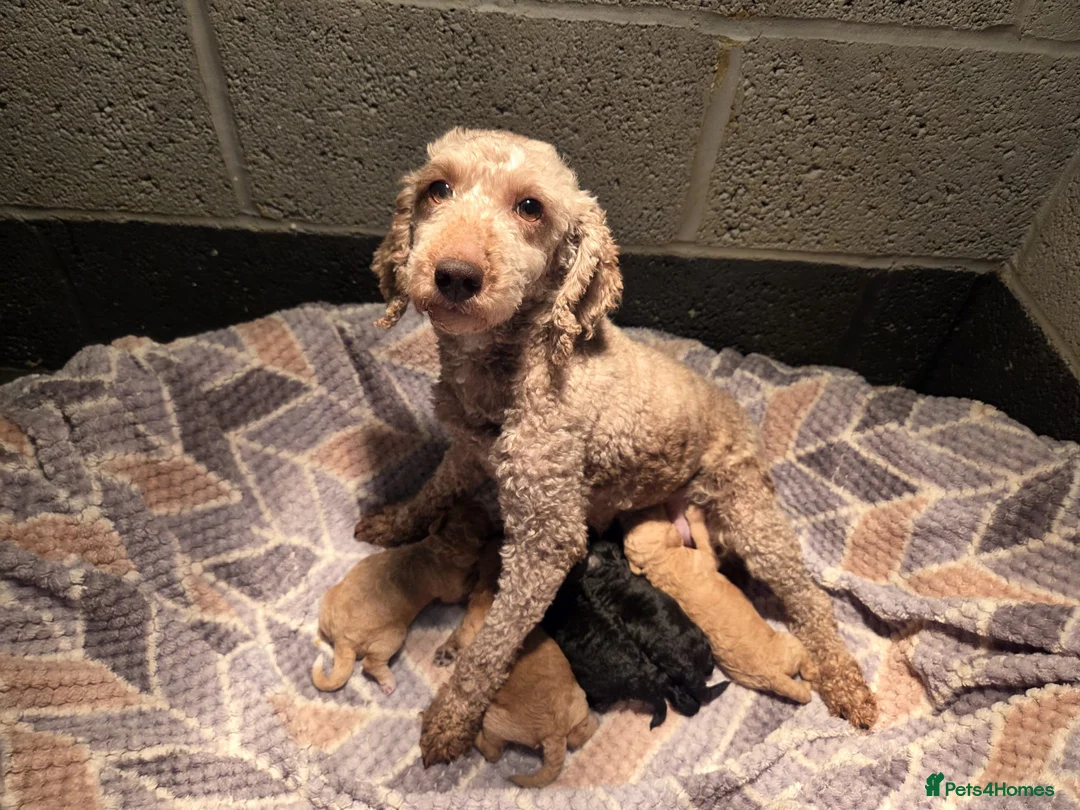 Miniature Poodle dogs for sale: Kc Registered Miniture Poodle  - Advert 4