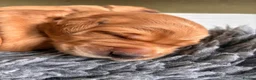 Golden Retriever dogs for sale: Beautiful KC Golden Retrievers  - Advert 6