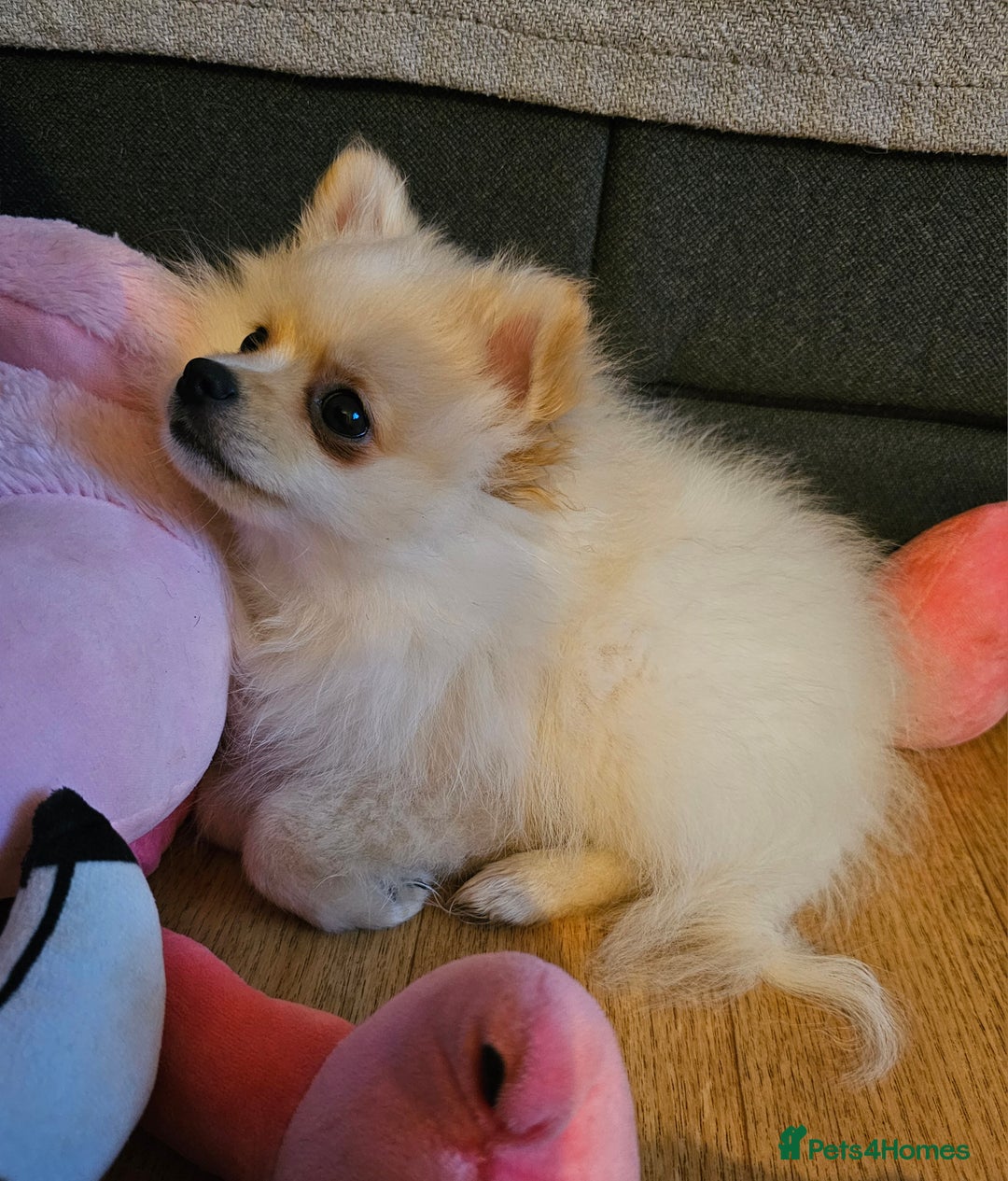 Pomeranian dogs for sale: 🐾 Beautiful Pomeranian Puppy Girl for Sale 🐾 - Advert 8
