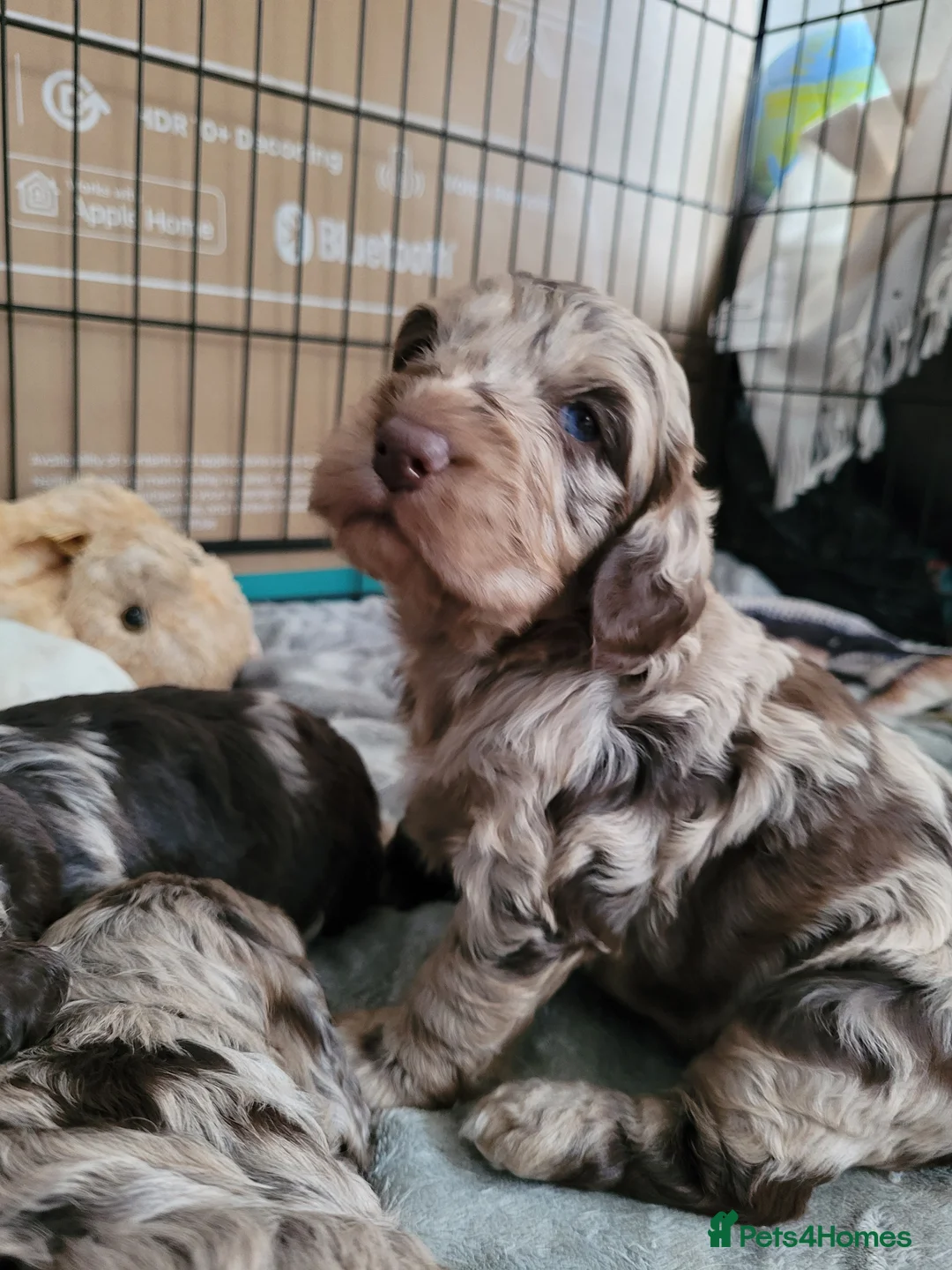 Miniature Poodle dogs for stud: Chocolate Merle Miniature Poodle for stud in Warrington - Advert 13