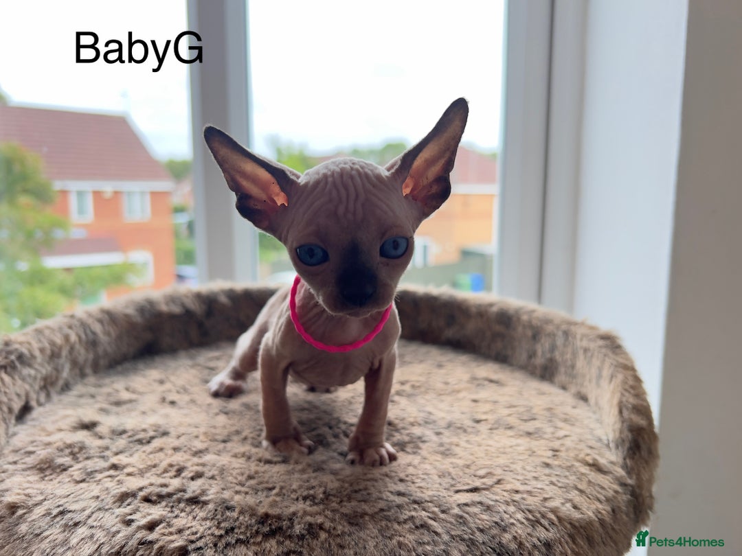 Sphynx cats for sale: Exquisite Sphynx Kittens - Image 23