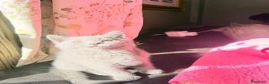 British Shorthair 2
