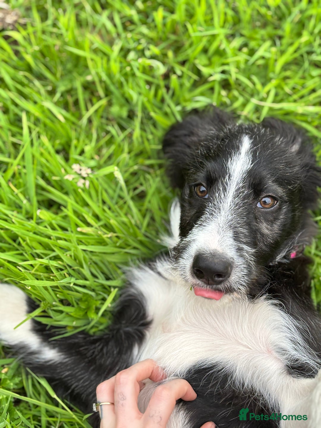 Border Collie dogs for sale: 9 month old female border collie  - Image 7