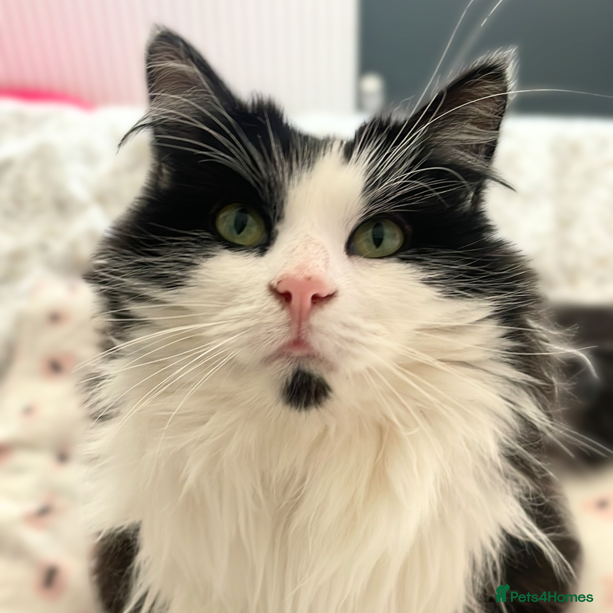 Mixed Breed cats Sweet, Outdoorsy Girlie - Advert 5