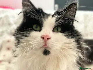 Mixed Breed cats Sweet, Outdoorsy Girlie - Advert 5